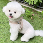 앞섬방지 하네스