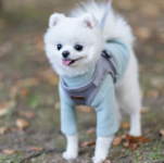 세이프강아지하네스